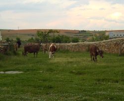 A pastar con las vacas